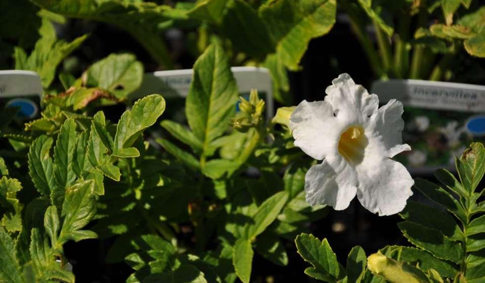 Incarvillea