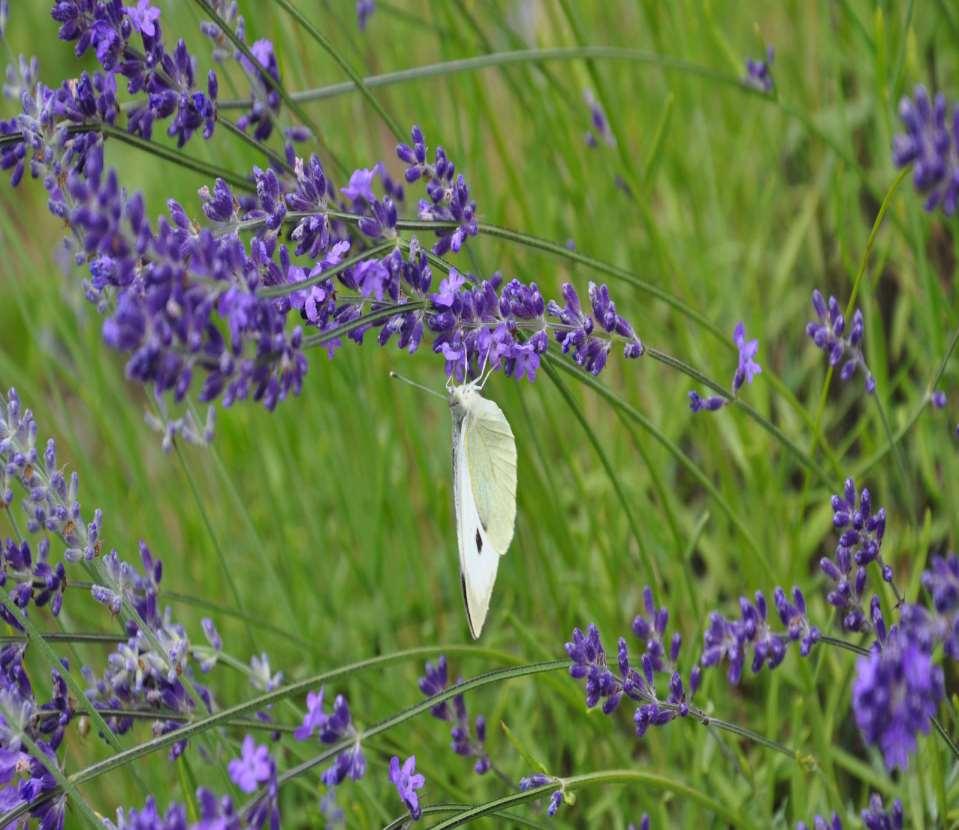 Lavandula