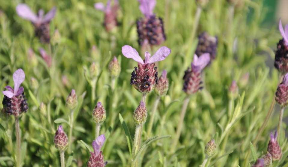 Lavandula stoechas