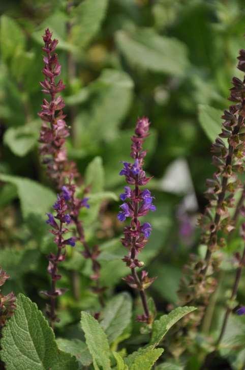Salvia
