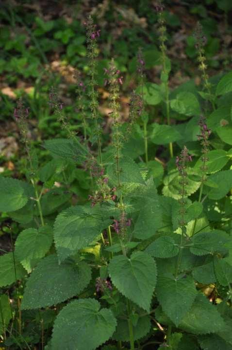 Stachys