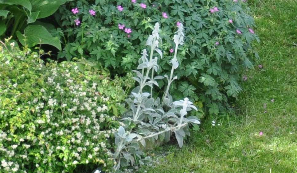 Stachys