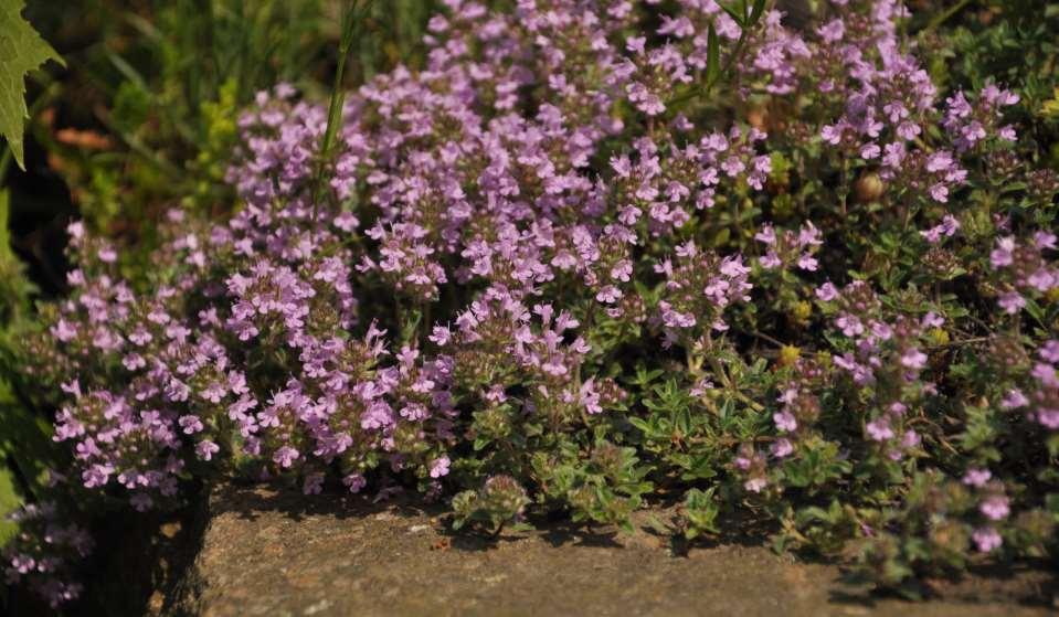 Thymus