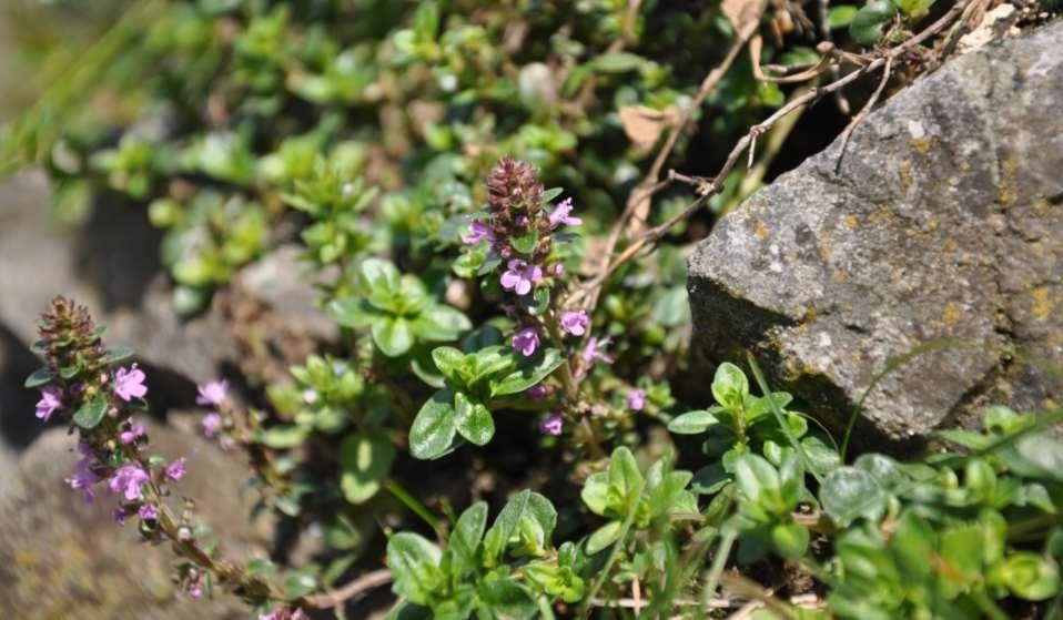 Thymus