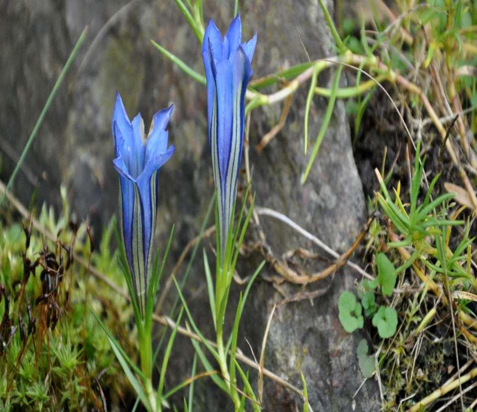 Gentiana