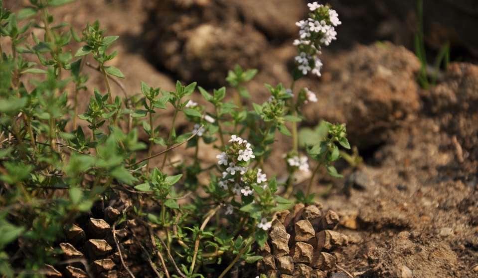 Thymus