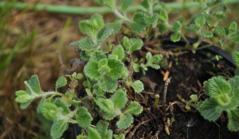 Teucrium