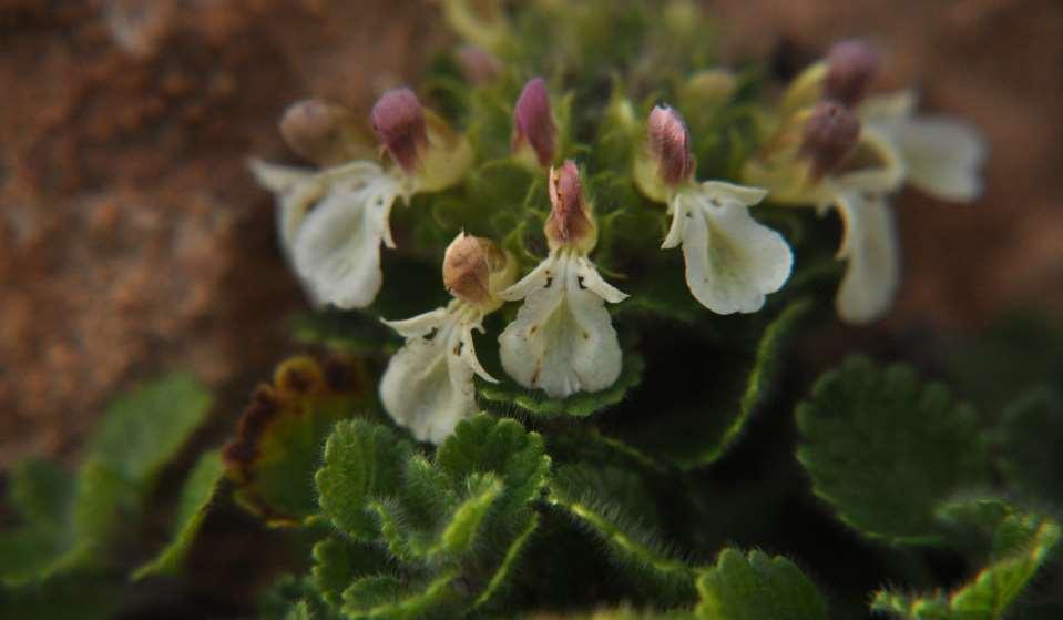Teucrium
