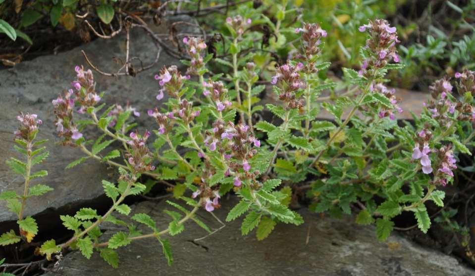 Teucrium