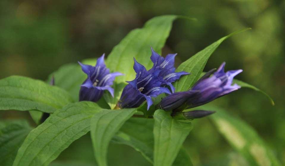 Gentiana
