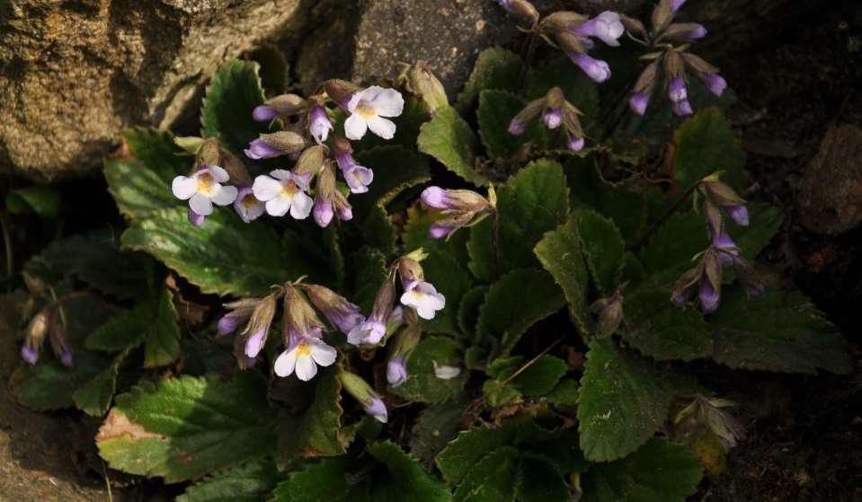Haberlea