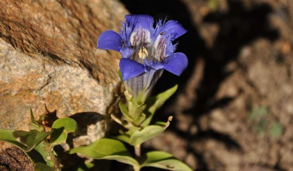 Gentiana