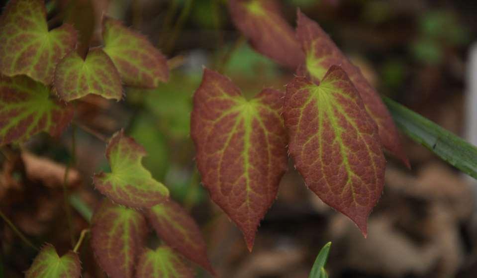 Epimedium