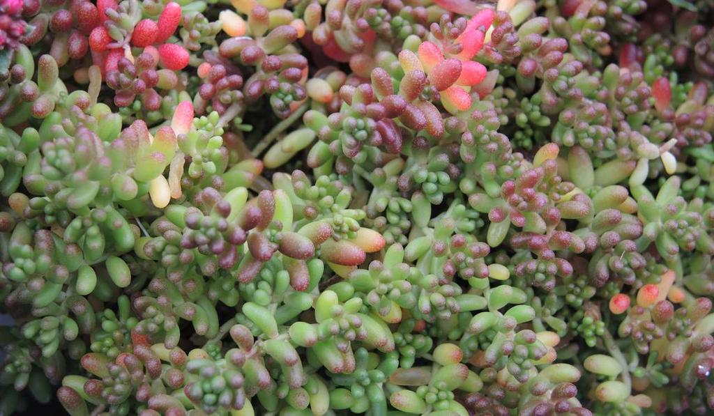 Sedum album