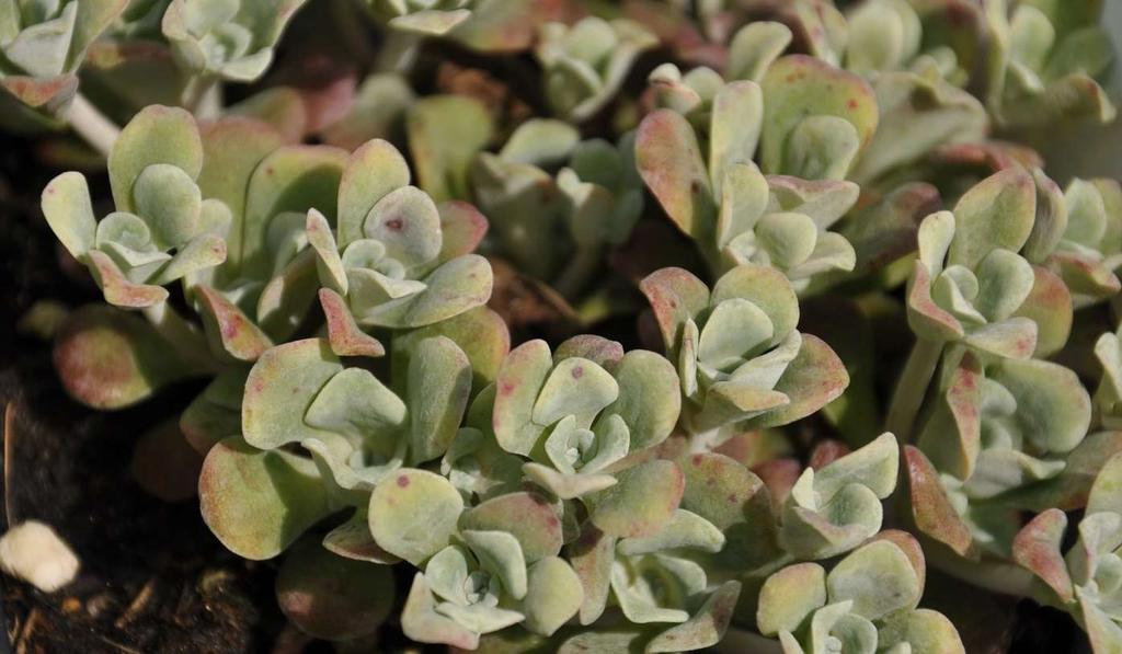 Sedum