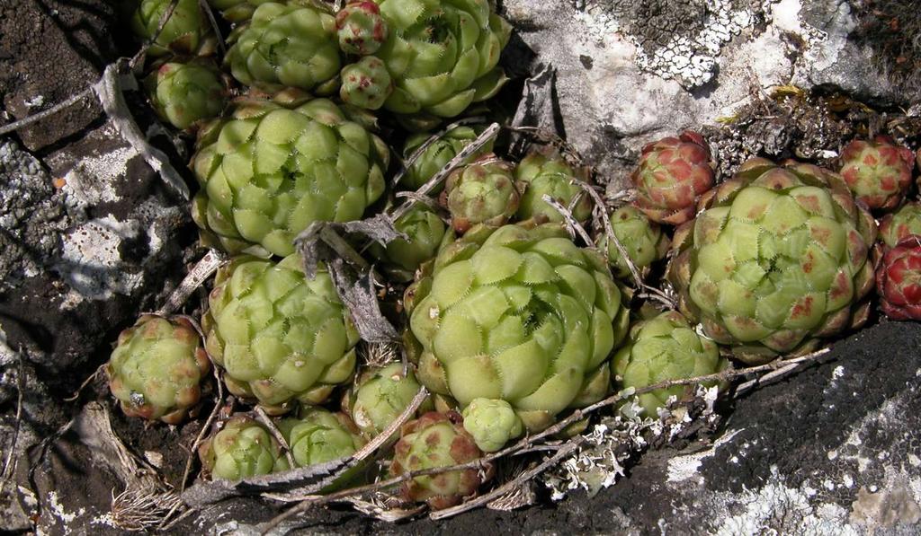 Jovibarba globifera