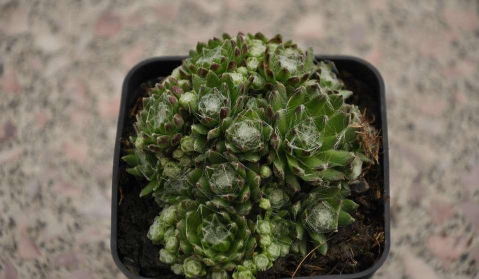 Sempervivum