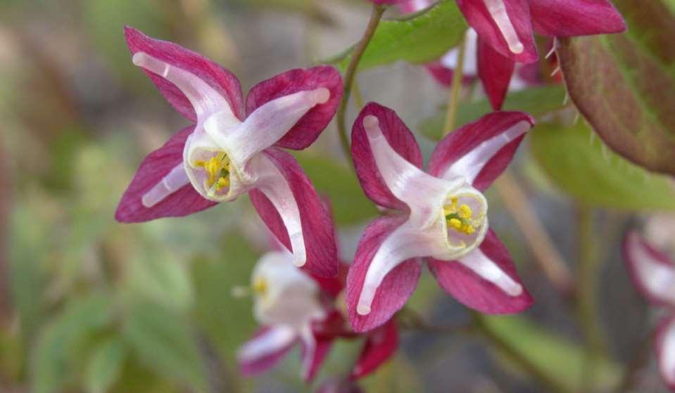 Epimedium