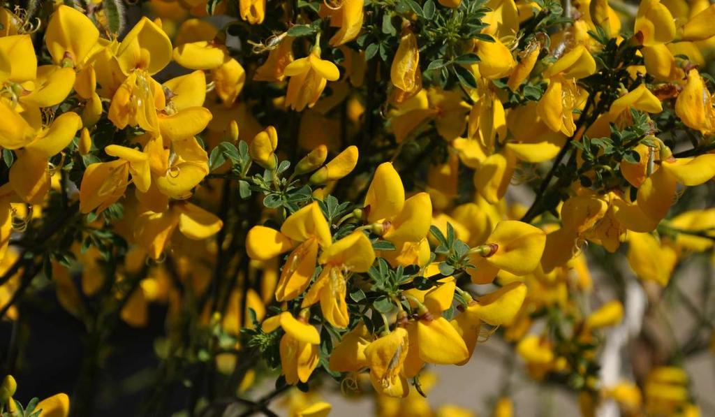 Cytisus