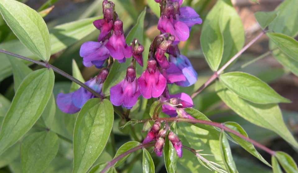 Lathyrus