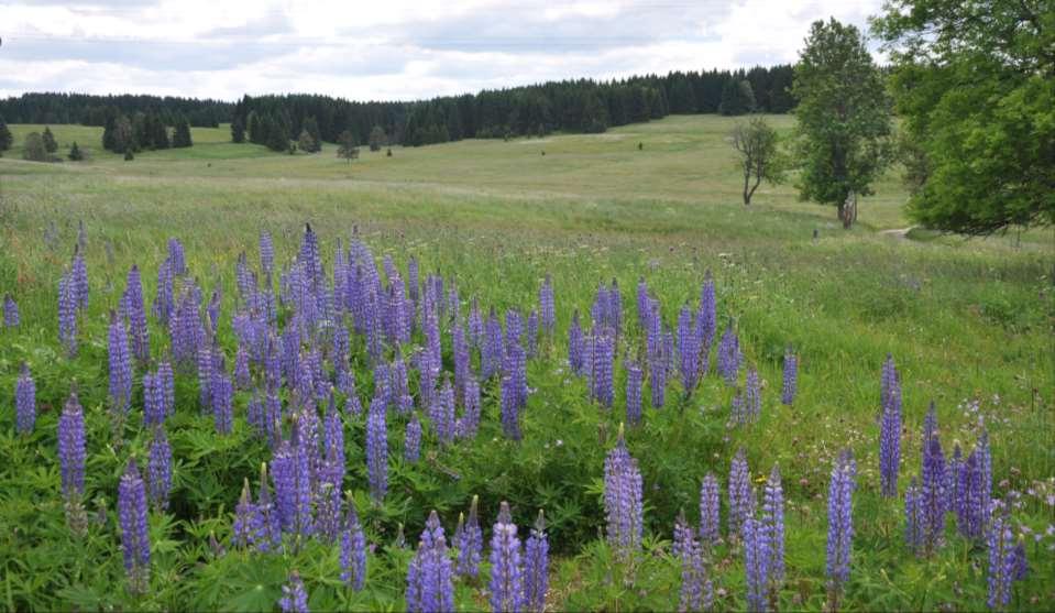 Lupinus polyphyllus