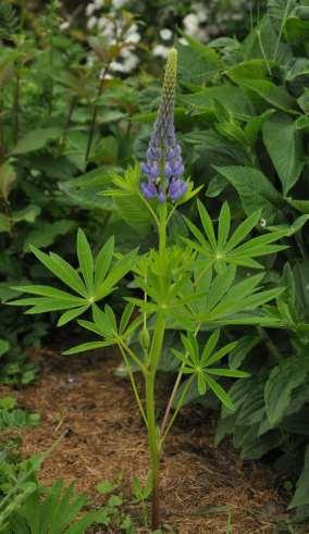 Fabaceae (bobovité) Lupinus (vlčí bob) Původ: Amerika Popis: hlavně vyšší trvalky s kůlovitým kořenem, dlanitě dělenými listy a hroznem modrých (ale i bílých nebo růžových květů) Pěstování: snadné,