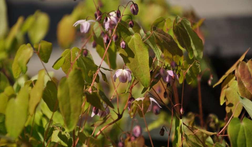 Epimedium x