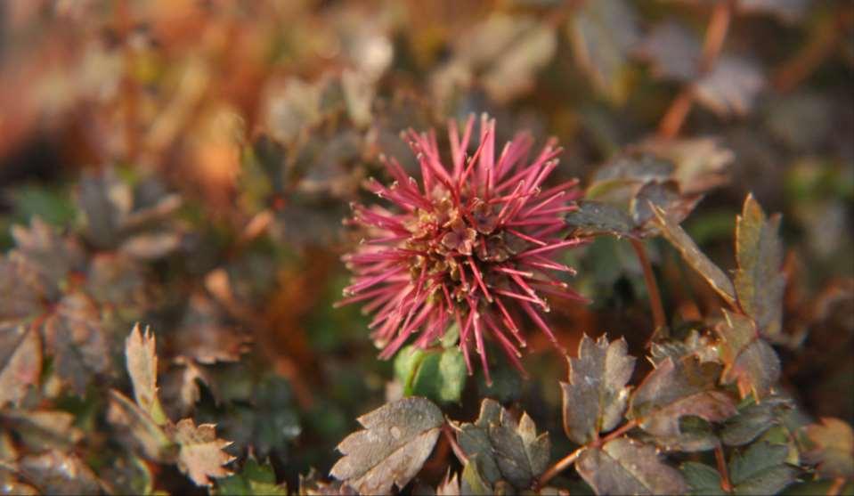 Acaena microphylla