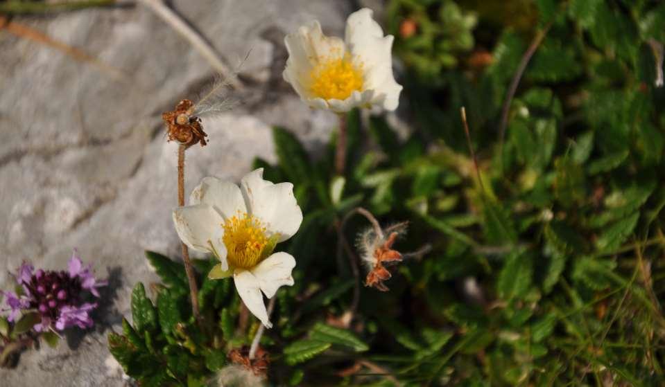 Dryas octopetala