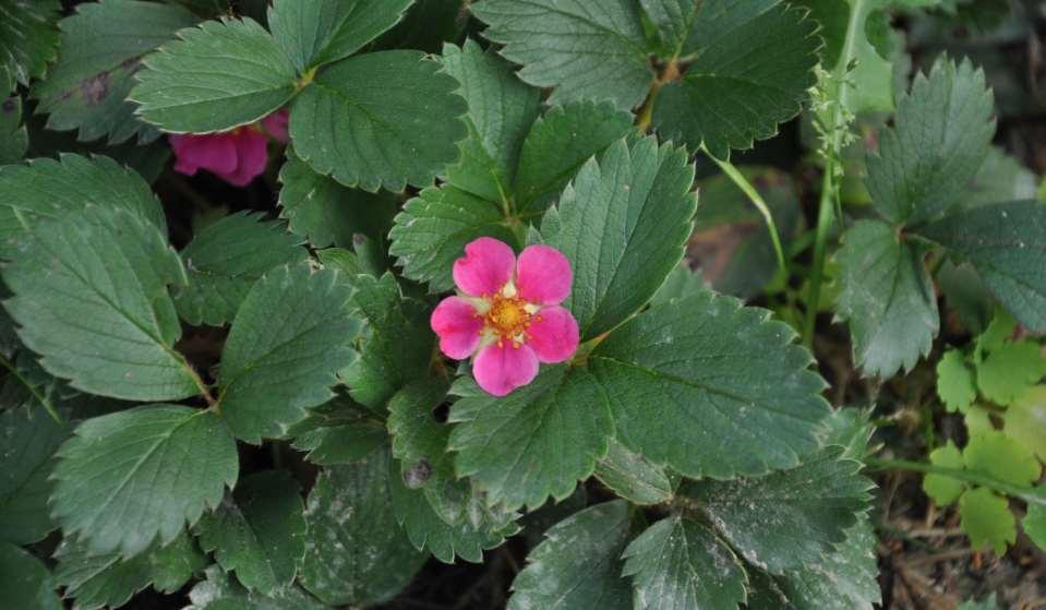 Fragaria