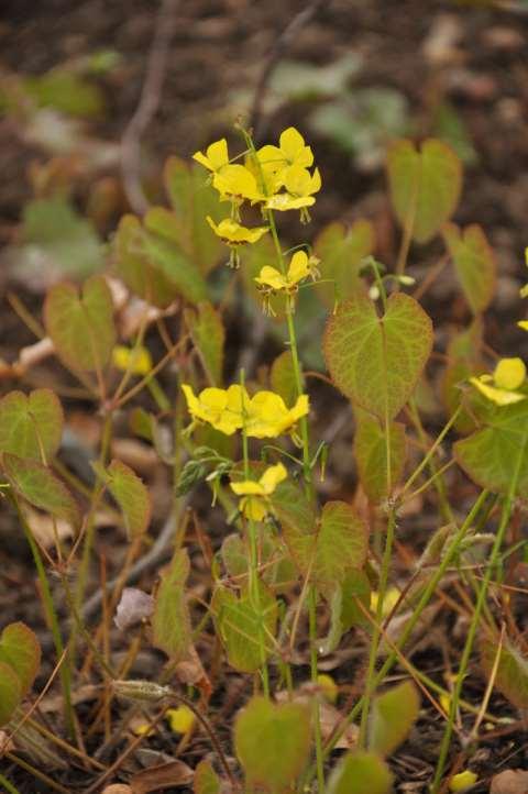 Epimedium pinnatum