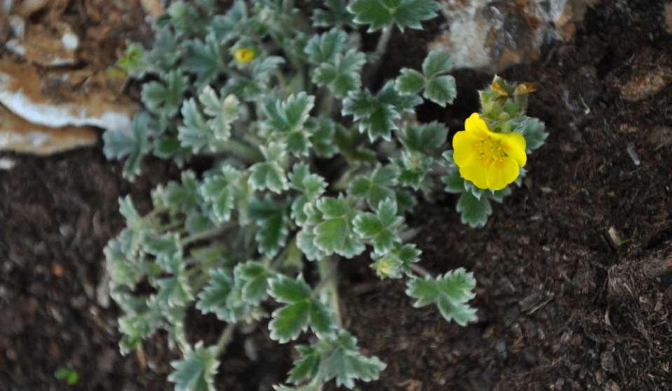 Potentilla