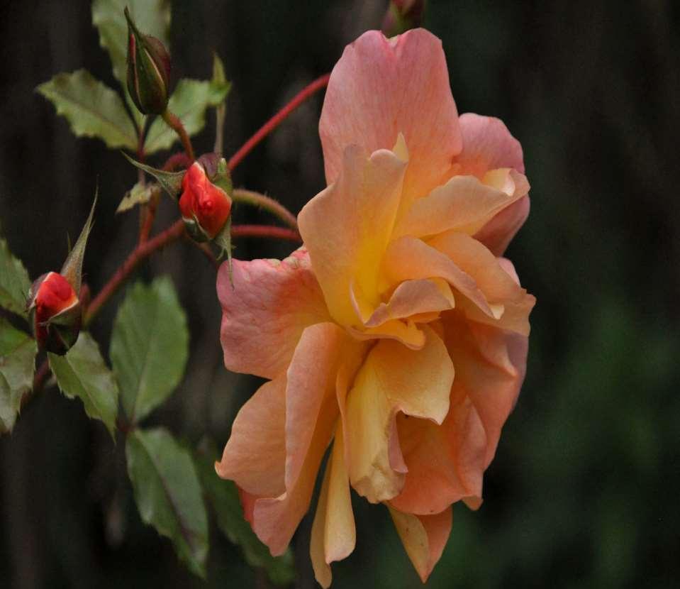 Rosa