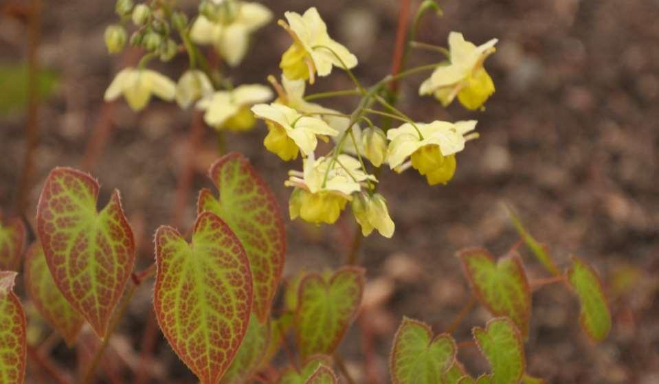 Epimedium x