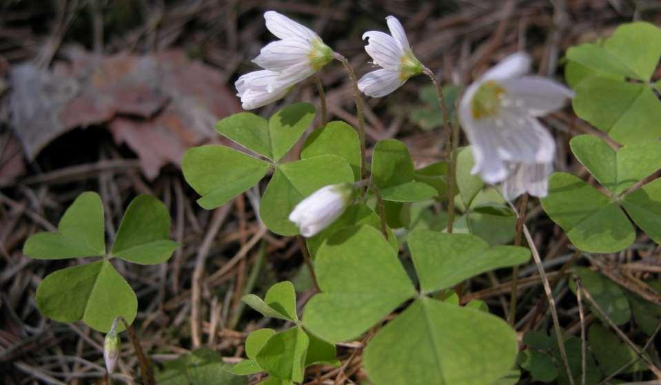 Oxalis