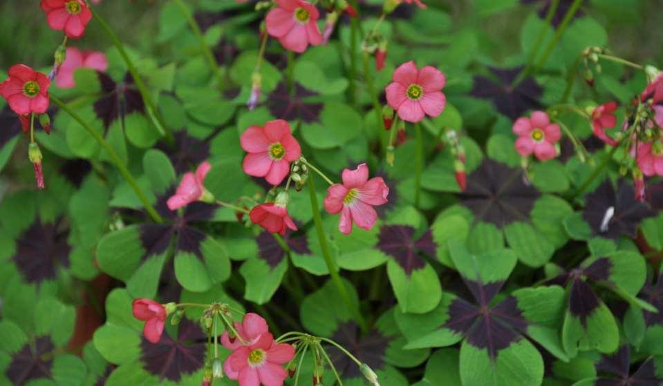 Oxalis