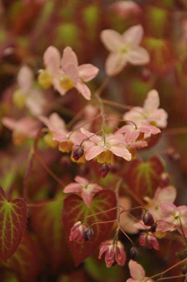 Epimedium x