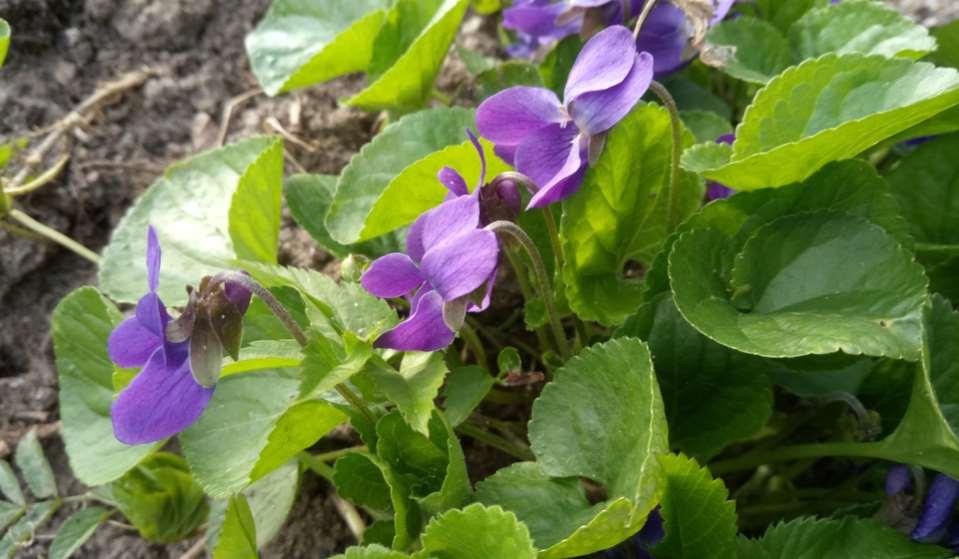 Viola odorata