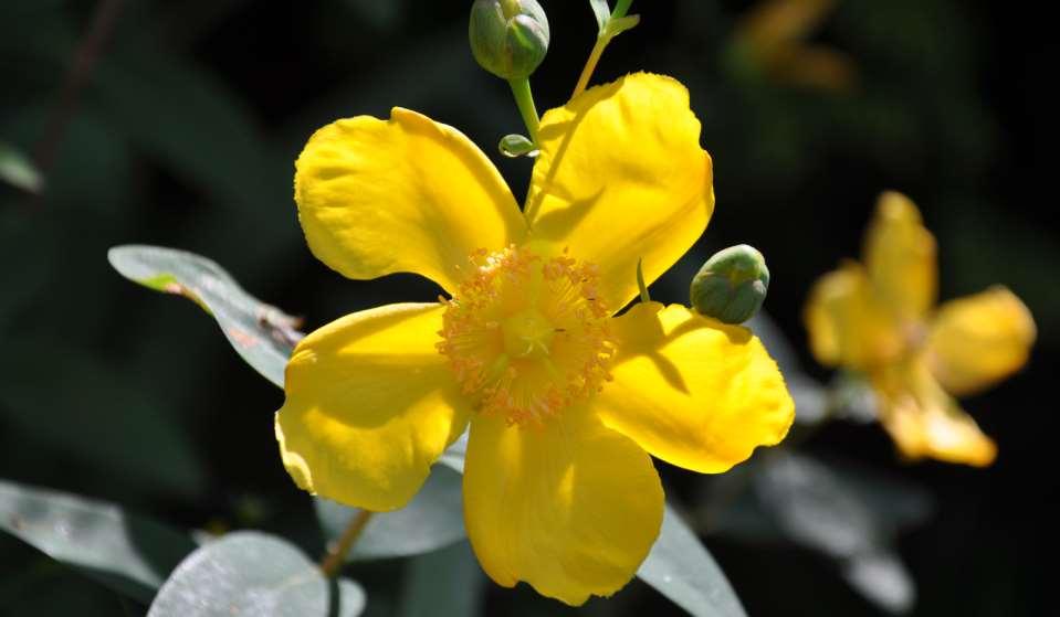 Hypericum 'Hidcote' až 7 cm široké květy, léčivka, na jaře je
