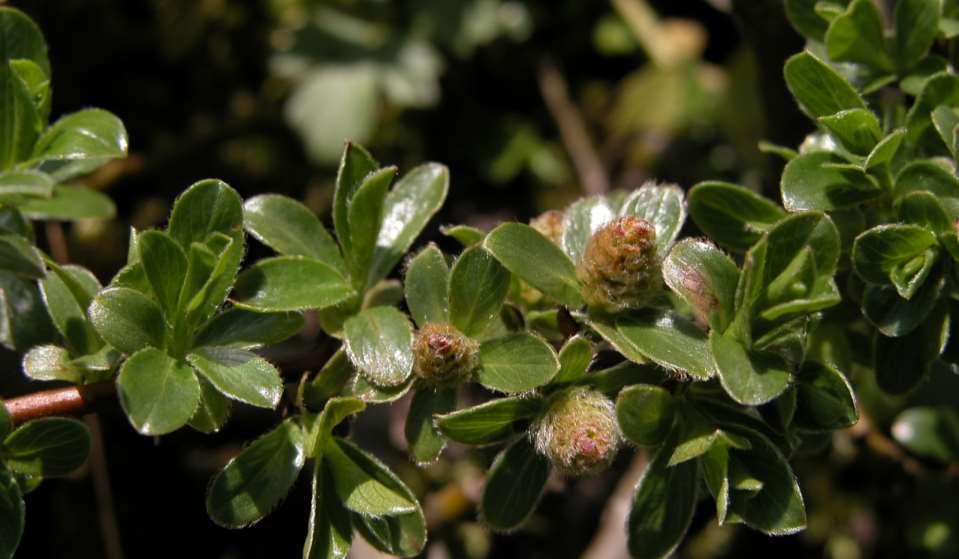 Salix