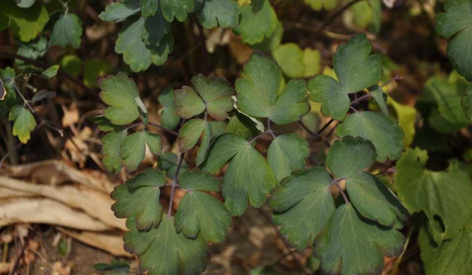 Aquilegia