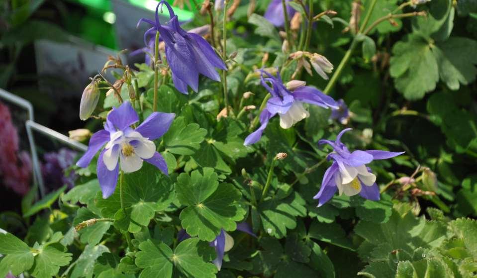 Aquilegia