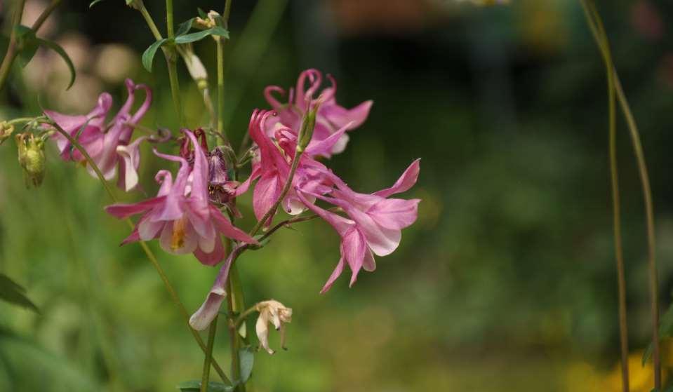 Aquilegia x hybrida