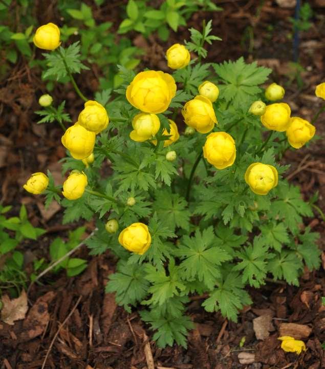 Trollius europaeus