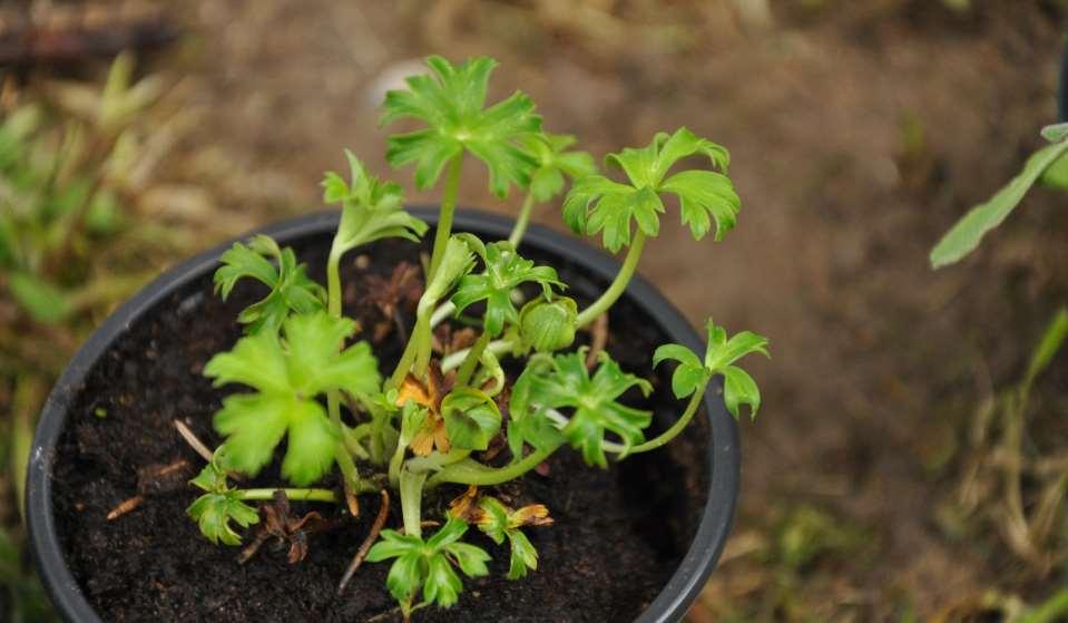 Trollius