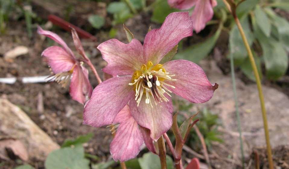 Heleborus cv. (asi H.
