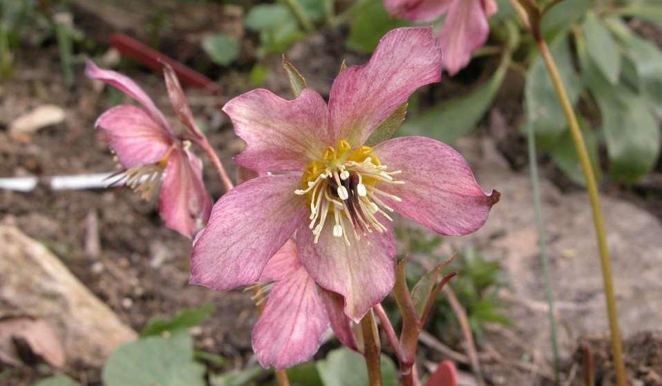 Heleborus cv. (asi H.