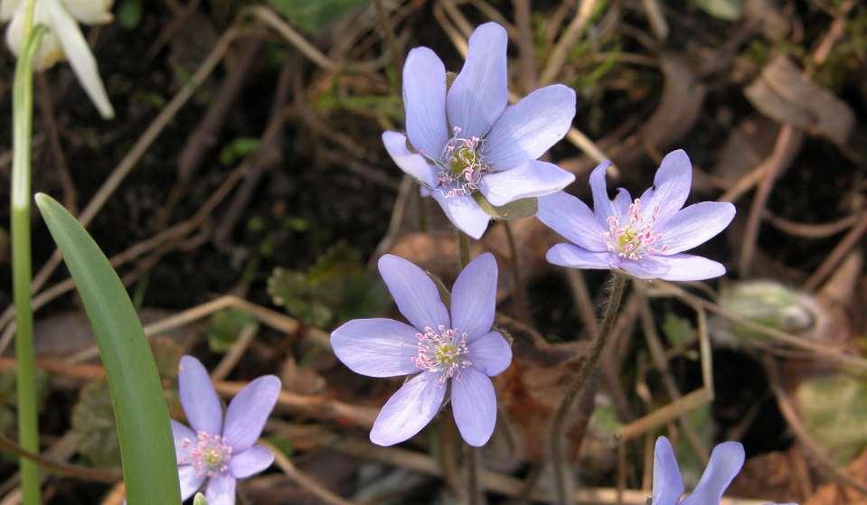 Hepatica nobilis