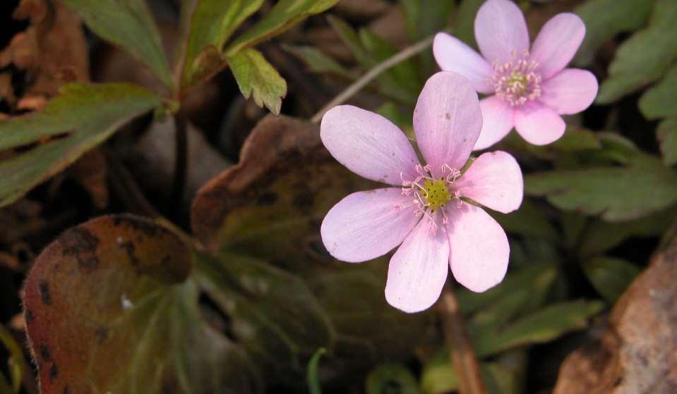 Hepatica nobilis