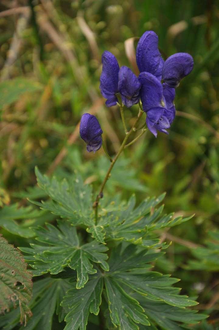 Aconitum